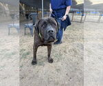 Small #4 Mastiff Mix