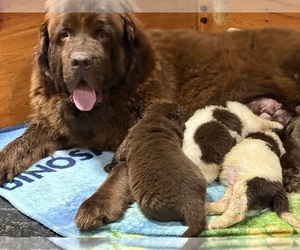 Mother of the Newfoundland puppies born on 07/09/2026