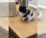 Small #6 Pomeranian