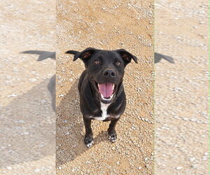 Labrador Retriever-Unknown Mix Dogs for adoption in Evansville, IN, USA