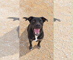 Small Labrador Retriever Mix