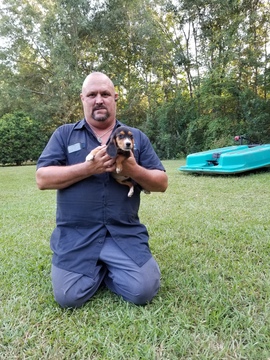Medium Photo #2 Beagle Puppy For Sale in BARNESVILLE, GA, USA
