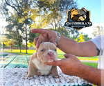 Small Photo #3 American Bully Puppy For Sale in MIAMI, FL, USA