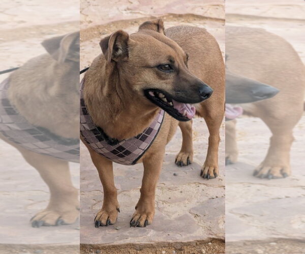 Medium Photo #3 Dachshund-Unknown Mix Puppy For Sale in Pena Blanca, NM, USA