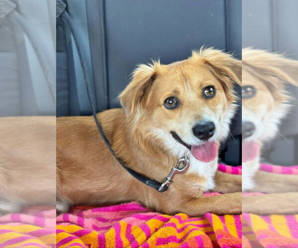 Medium Photo #4 Border Collie-Retriever  Mix Puppy For Sale in Lake Forest, CA, USA
