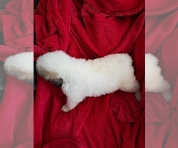 Medium Photo #41 Great Pyrenees Puppy For Sale in BANCROFT, WI, USA