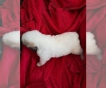 Small Photo #41 Great Pyrenees Puppy For Sale in BANCROFT, WI, USA