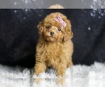 Small Photo #6 Poodle (Miniature) Puppy For Sale in WARSAW, IN, USA