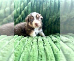 Australian Shepherd Puppy for sale in MOSELLE, MS, USA