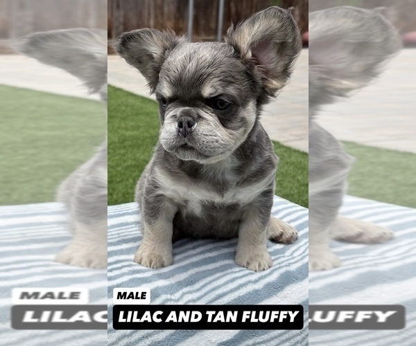 Medium Photo #9 French Bulldog Puppy For Sale in VIRGINIA BEACH, VA, USA