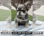 Small #8 French Bulldog