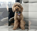 Small Photo #1 Goldendoodle mix (+ Poodle Miniature) Puppy For Sale in OREM, UT, USA