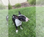 Small Photo #11 Bull Terrier Puppy For Sale in PITTSBURG, CA, USA