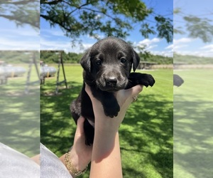 Labrador Retriever Puppy for sale in GREENVILLE, NC, USA