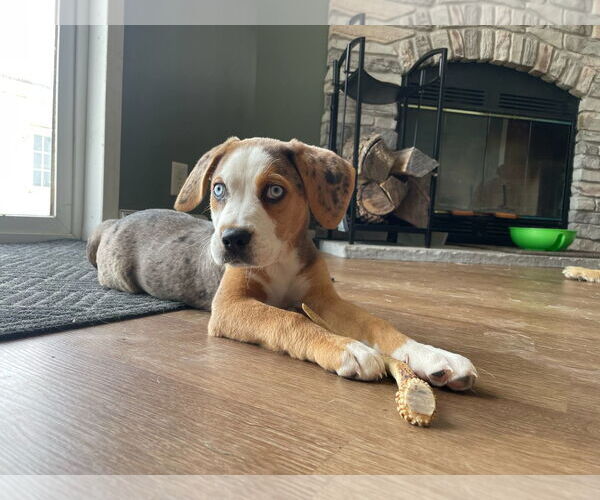 Medium Photo #3 Australian Shepherd-Unknown Mix Puppy For Sale in Columbus, IN, USA