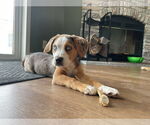 Small #2 Australian Shepherd Mix