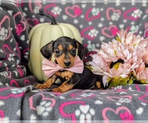 Dachshund Puppy for sale in LEOLA, PA, USA