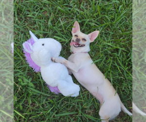Chihuahua-Unknown Mix Dogs for adoption in Cranston, RI, USA