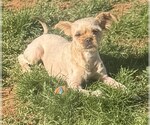 Small #5 Mutt