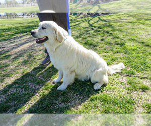 Mother of the English Cream Golden Retriever puppies born on 02/14/2025
