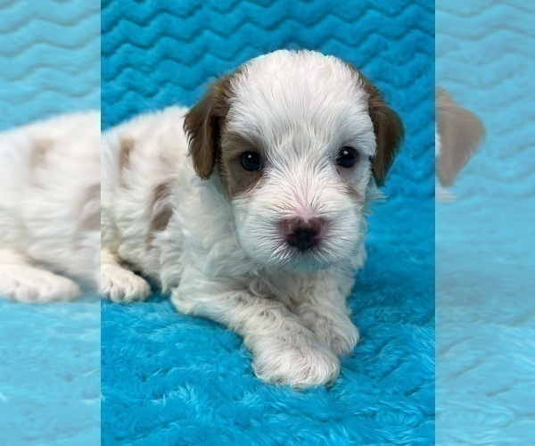 Medium Photo #6 Cavapoo Puppy For Sale in BULLARD, TX, USA