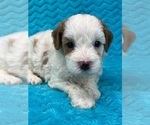 Small Photo #6 Cavapoo Puppy For Sale in BULLARD, TX, USA