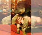 Small Photo #30 Golden Labrador Puppy For Sale in IDAHO SPRINGS, CO, USA