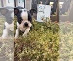 Small #5 Boston Terrier