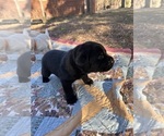 Small Photo #5 Labrador Retriever Puppy For Sale in HUDSON, WI, USA