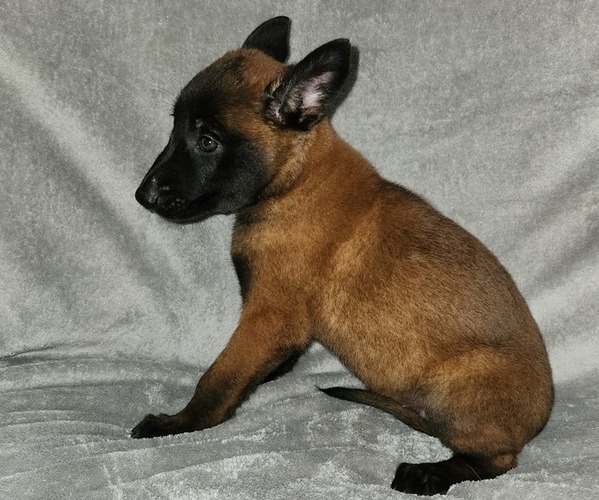 Medium Photo #3 Belgian Malinois Puppy For Sale in HOLLYWOOD, FL, USA