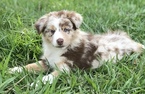 Small Photo #1 Australian Shepherd Puppy For Sale in SAINT JOHNS, FL, USA