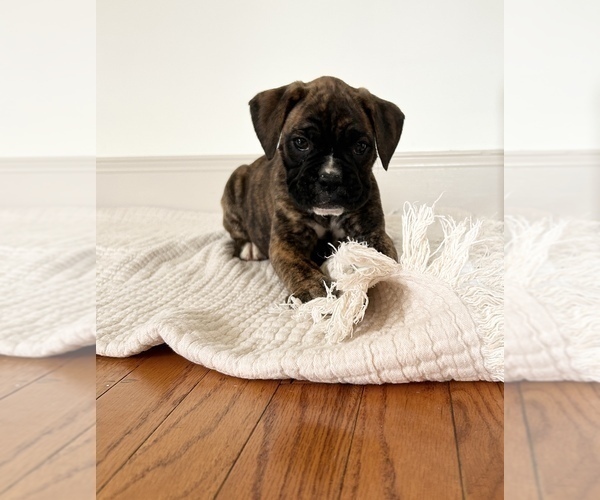 Medium Photo #1 Boxer Puppy For Sale in DENVER, PA, USA