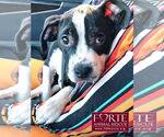Small #1 American Staffordshire Terrier-Boston Terrier Mix