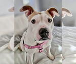 Small #4 American Pit Bull Terrier Mix