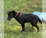 Small #2 German Shepherd Dog Mix
