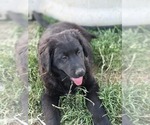 Small #7 Golden Shepherd