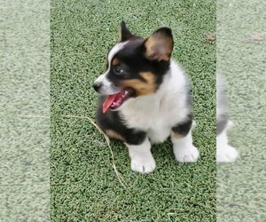 Aussie-Corgi Puppy for sale in BRIGGSDALE, CO, USA