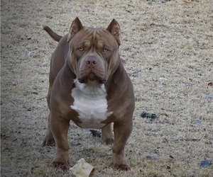 Father of the American Bully puppies born on 02/24/2021
