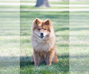 Chow Chow Dogs for adoption in Sandy, UT, USA