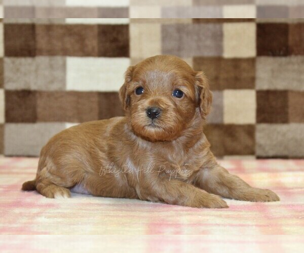 Medium Photo #1 Cavapoo (Miniature) Puppy For Sale in DENVER, PA, USA