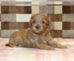 Cavapoo (Miniature) Puppy for sale in DENVER, PA, USA