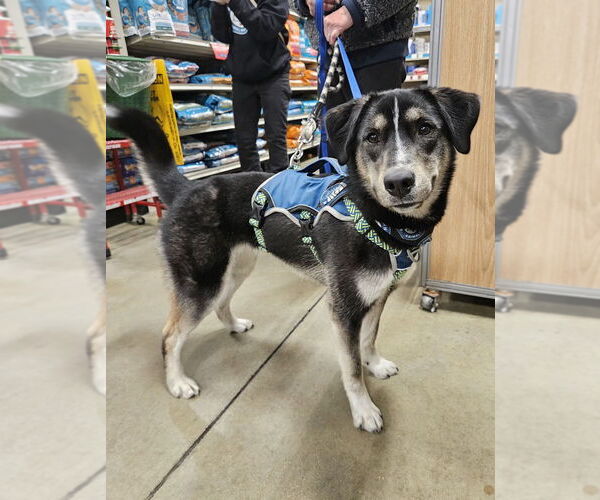 Medium Photo #11 German Shepherd Dog-Unknown Mix Puppy For Sale in Silver Spring, MD, USA