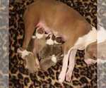 Small Photo #5 Boston Terrier Puppy For Sale in KINGSPORT, TN, USA