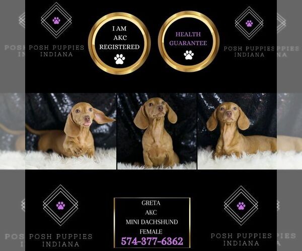 Medium Photo #7 Dachshund Puppy For Sale in WARSAW, IN, USA
