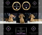 Small #6 Dachshund