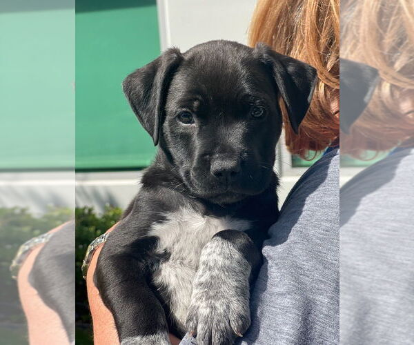 Medium Photo #3 Pointer-Unknown Mix Puppy For Sale in Dana Point, CA, USA