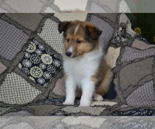 Medium Photo #4 Shetland Sheepdog Puppy For Sale in GREENWOOD, WI, USA