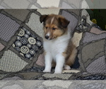Small #3 Shetland Sheepdog