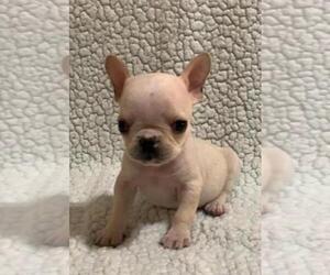 French Bulldog Puppy for sale in JOHNS ISLAND, SC, USA