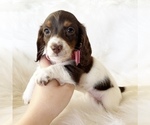 Small #6 Dachshund